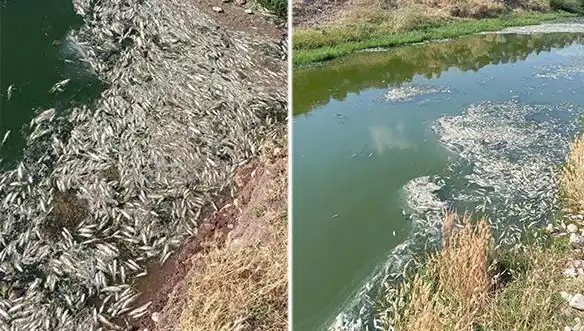 Karasu Çayı’nda Balık Ölümleri: Çevre Felaketi Mi, Yoksa Doğal Bir Olay mı?