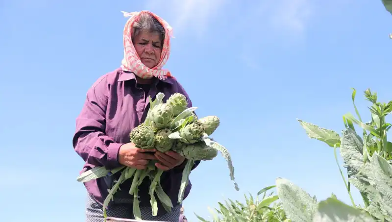 Tardan Sofraya: Organik Ürünlerin Yükselişi ve Pahalı Fiyatları