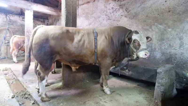 Tam 1 Ton 200 Kilo! Rekor Fiyatla Yeni Sahibini Buldu