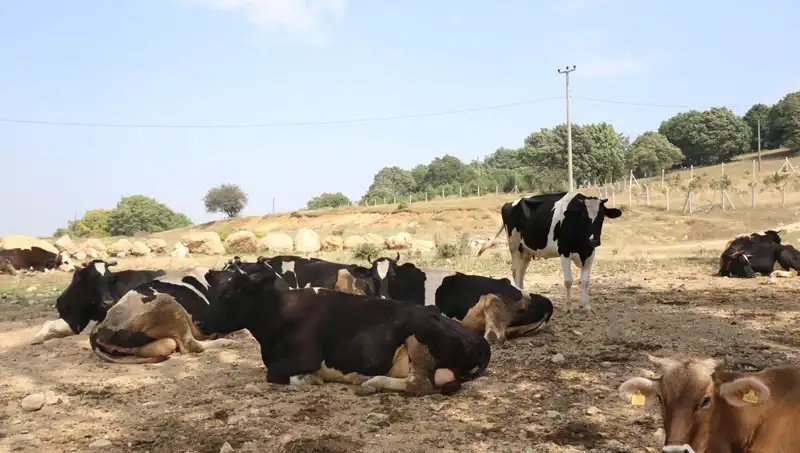 Şap Hastalığı Tehdidi: 22 Köyde Giriş ve Çıkış Kısıtlaması Uygulandı