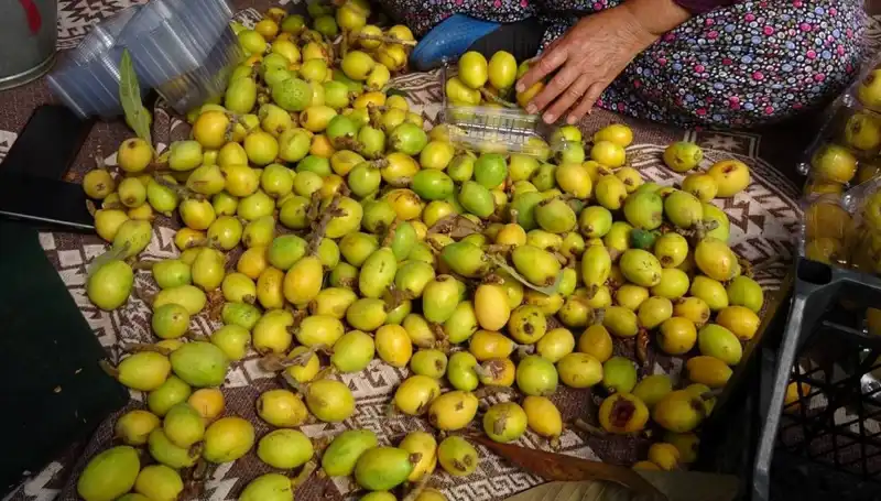 Muşmula Hasadında Rekor Fiyatlar: Kilosu 150 TL'ye Ulaşıyor