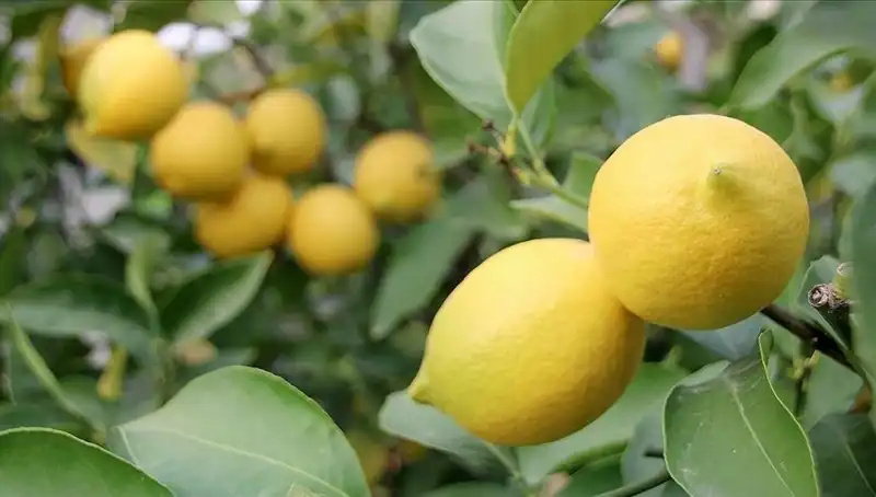 Limonun Fiyatı Rakamları Alt Üst Etti: Artış Neden Böyle Yükseldi?