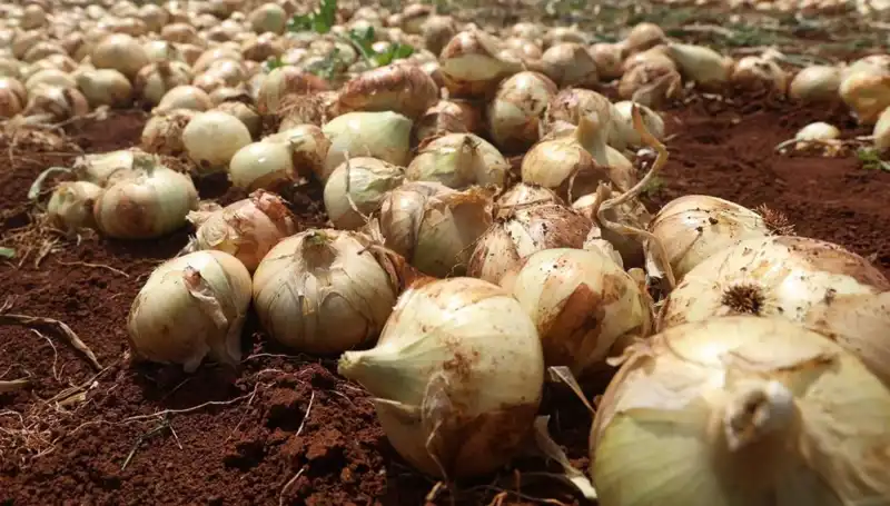 Hatay'da Soğan Hasadı Başladı: Çiftçilerin Yüzü Gülüyor
