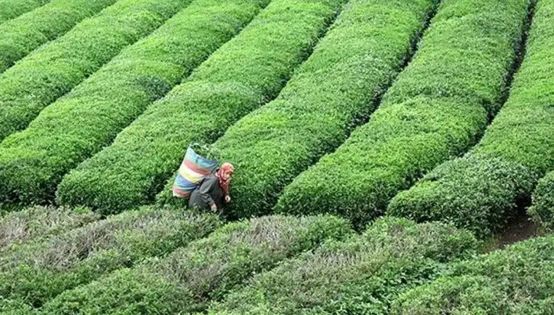ÇAYKUR, Bayramda Yaş Çay Alımını Sürdürecek Kararını Açıkladı!