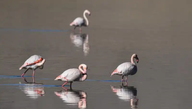 Kuş Cenneti Kuraklıkla Mücadele Ediyor: Flamingo Popülasyonu Tehdit Altında