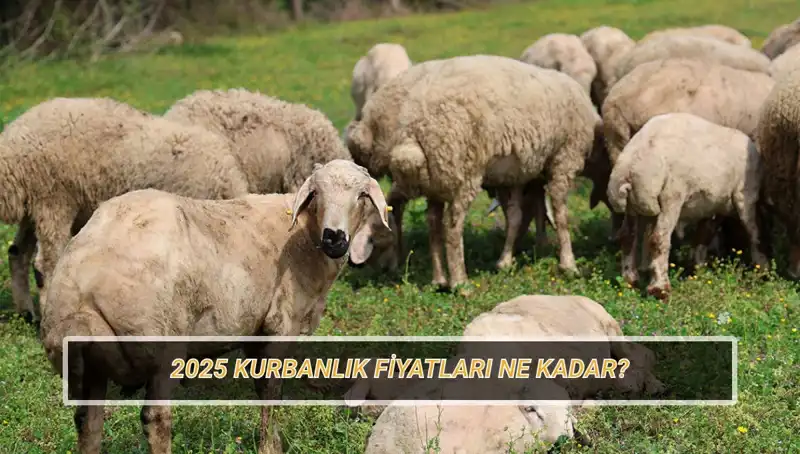 2025 Kurbanlık Fiyatları Açıklandı: En Uygun Seçenekler Nerede?
