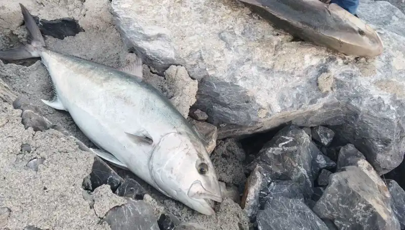 Oltayla Yakalanan 65 Kiloluk Balık 18 Bin TL’ye Satıldı!