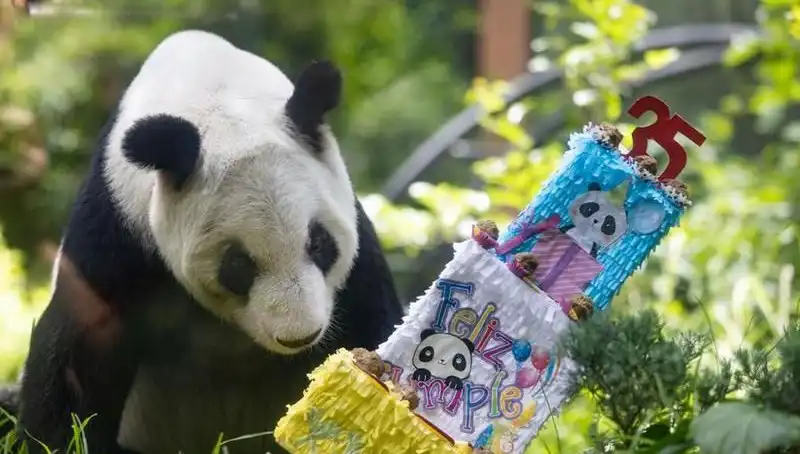 Panda Xin Xin 35. Yaşında Duygusal Bir Kutlama Gerçekleştirdi