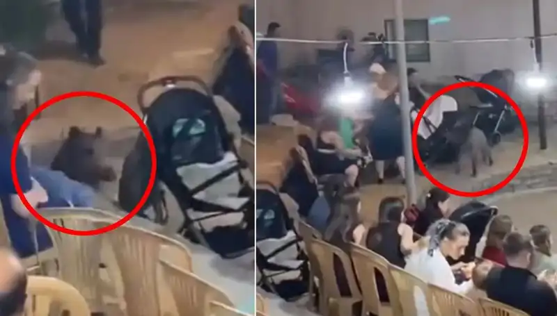 Düğün Törenine Yaban Domuzu Saldırısı: Eğlenceden Paniğe