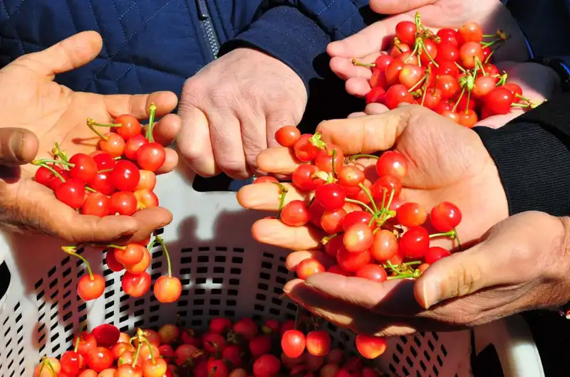 İlk Hasat Sevinci: Kilosu 3.500 TL'ye Alıcı Buldu!