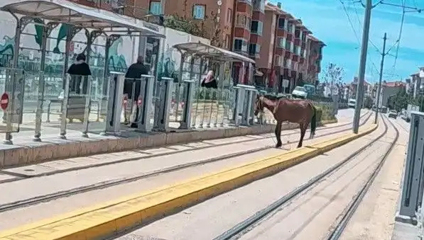Eskişehir Tramvay Raylarında Başını Boş Bırakan At Şaşkınlığı