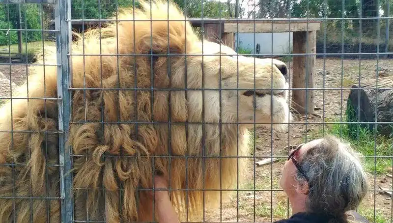 Avustralya'da Aslan Saldırısı: Kadının Kolu Kafes İçinden Kaptı